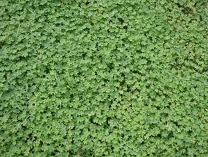 Micro Clover Seed - 1 Lb.