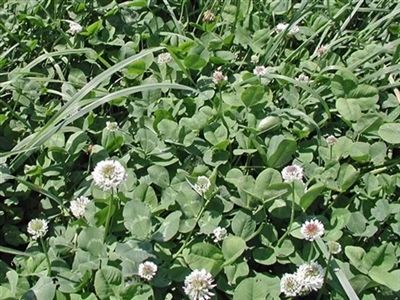 clover patriot seed