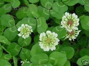 clover dutch trifolium seed repens flower ladino perennial leaf four florida survival tips plant davesgarden clovers garden plants jelly pinellas